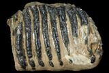 Partial Southern Mammoth Molar - Hungary #111884-1